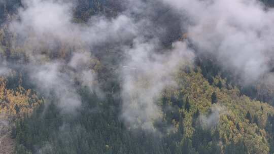 青海互助北山秋林云海航拍视频