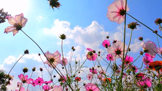 唯美逆光格桑花空镜头