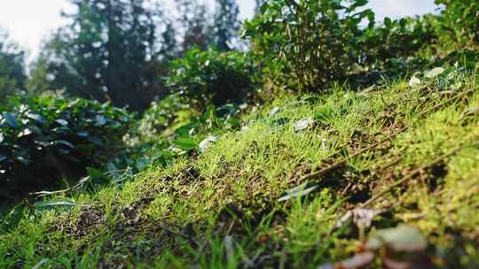 【正版素材】苔藓草地近景微距1553