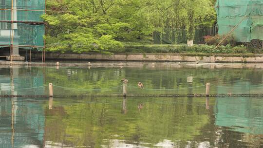 杭州西湖边风光