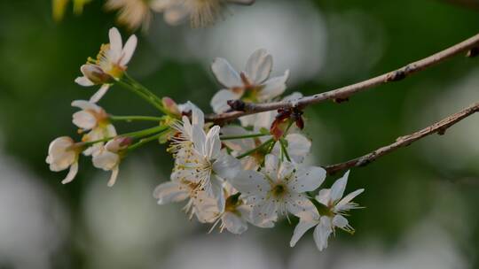 樱桃树开花白色樱花