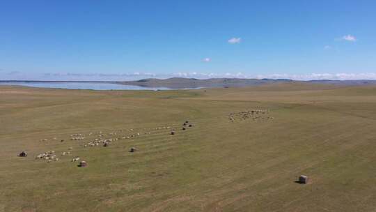 内蒙古生态修复土地牛羊视频素材模板下载