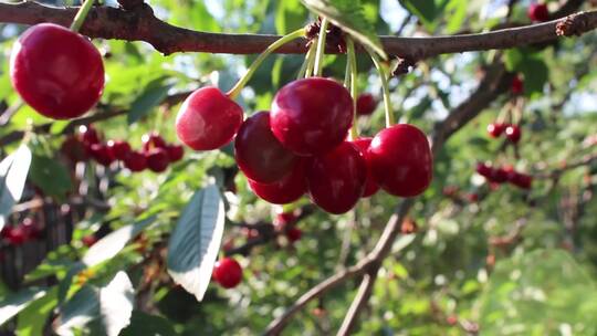 甜樱桃和樱桃。阳光下有红色浆果的树。视频素材模板下载
