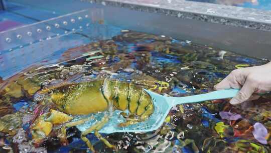 海鲜龙虾珍宝蟹视频素材模板下载