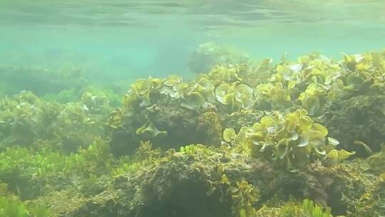 水下生物的汇编视频