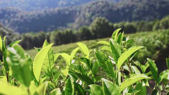 茶山茶园红茶绿茶茶叶种植