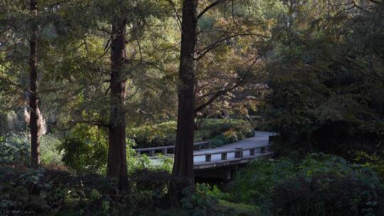 杭州西湖景区曲院风荷风景