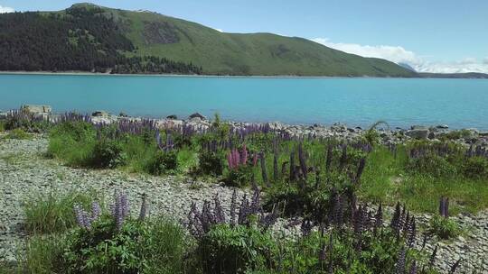 航拍湖边的植物和岩石视频素材模板下载