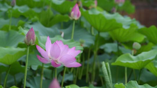 荷花莲花