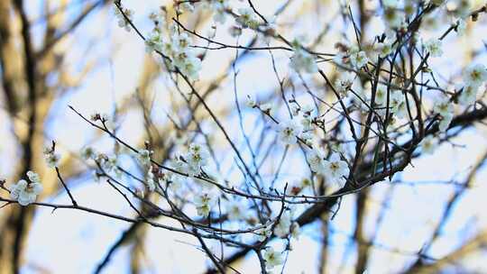 早春白梅绿梅盛开唯美空镜