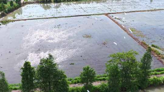 4K120p升格白鹭湿地乡村农田生态保护