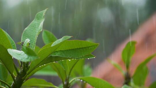 特写镜头雨滴打在植物树叶上