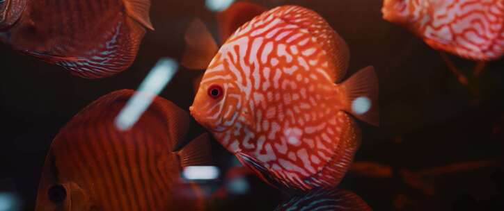 水族馆灯鱼热带鱼冷水鱼淡水鱼鱼缸草缸