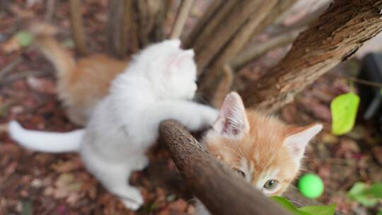 小奶猫在玩耍打闹爬树