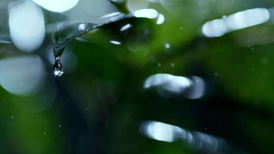 春雨润植物