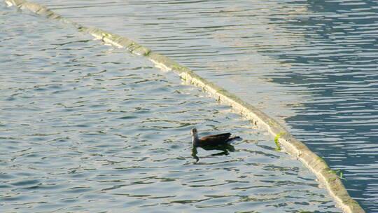 湖面上的野生水鸟黑水鸡