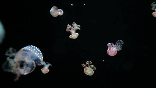 热带水下的透明水母群