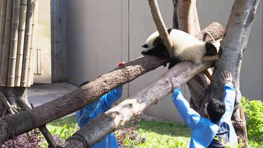 成都熊猫基地一只大熊猫幼崽不肯回家