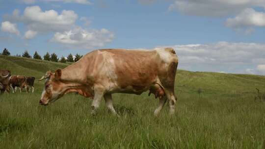 牧场 奶牛 自然 农业