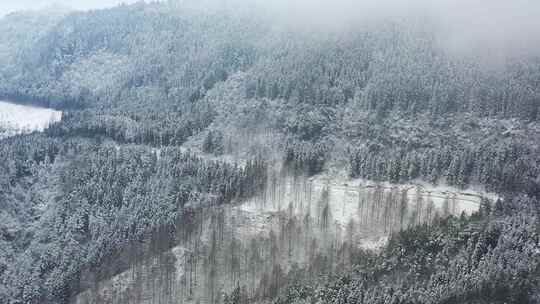 湖北利川钟灵山林场雪中美景水杉赋雪