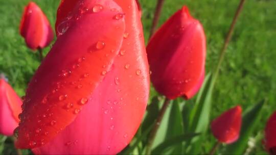 红色的郁金香在雨中含苞待放