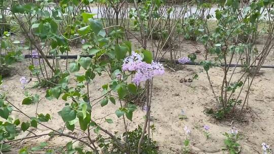 微风中的丁香花特写镜头