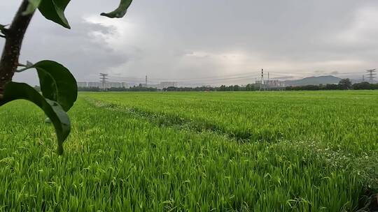 雨后的稻田