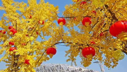 北京鸟巢秋天银杏