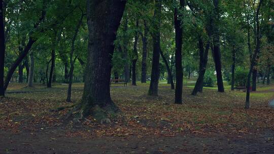秋天城市公园的树木风景视频素材模板下载