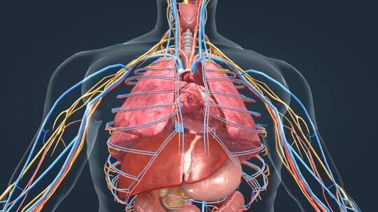 心脏心血管系统人体器官心脏功能动画泵血