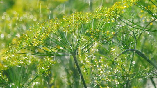 雨中的植物特写