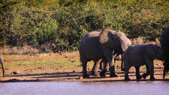 南非克鲁格国家公园的非洲象视频素材模板下载
