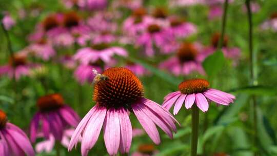 蜜蜂在松果菊的花丛中采蜜