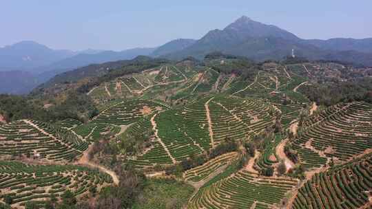 高山茶山航拍