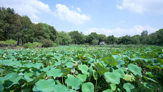 武汉汉阳区汤湖公园风景