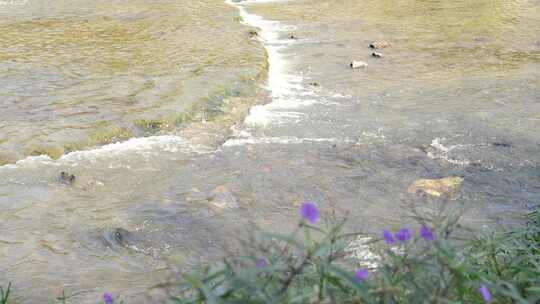 4K实拍河水流淌花朵特写空境视频素材模板下载