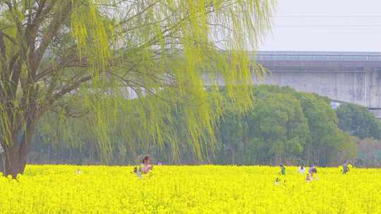 春天春游踏青风景