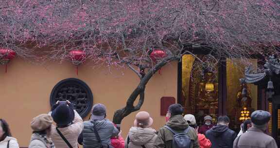 游客在湖州铁佛寺古建筑庭院内拍古梅花树