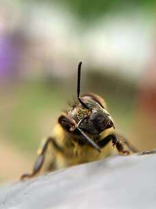 蜜蜂 微距