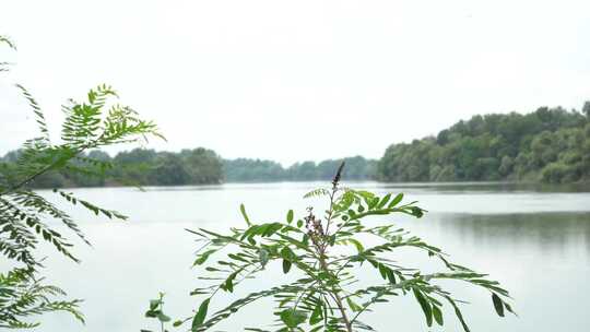 湖边生态花草景色