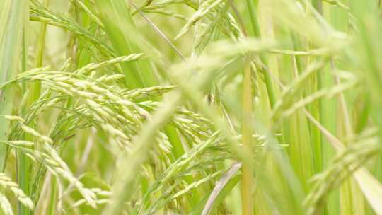 绿油油的水稻植物即将收获