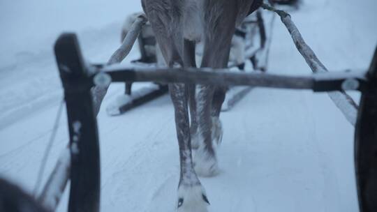 芬兰雪地里的驯鹿场