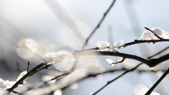 树枝上的冬雪