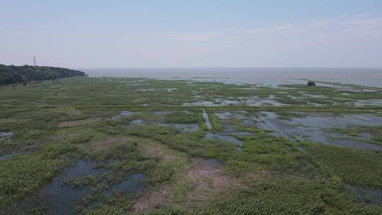 航拍洞庭湖湖面芦苇野草植物视频素材模板下载