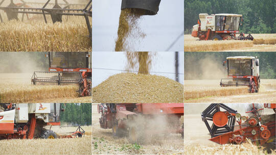 农业大丰收联合收割机收麦子视频素材模板下载