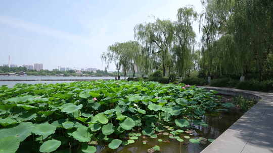 济南大明湖风景名胜区夏季风光