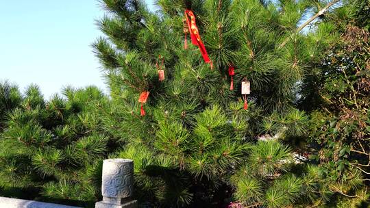 泰山玉皇顶上挂着祈福许愿红绳红丝带的松树视频素材模板下载