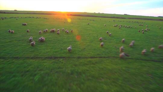 乌拉圭 牧场放牧 羊群奔跑 阳光光线 航拍