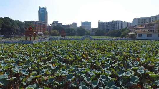 肇庆宝月塘荷花池视频素材模板下载