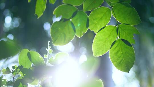 阳光下的树叶，逆光唯美清新空镜4k视频